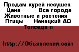 Продам курей несушек › Цена ­ 350 - Все города Животные и растения » Птицы   . Ненецкий АО,Топседа п.